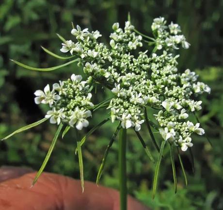 Aethusa cynapium (Petite cigüe)