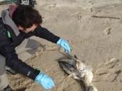 Oiseaux mazoutés. appelle mobilisation