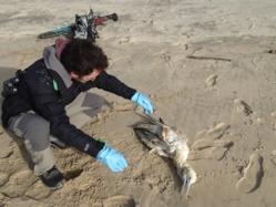 Oiseaux mazoutés. La LPO appelle à la mobilisation