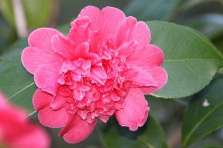 mme martin cachet veneux 5 mars 2014 023 (5).jpg