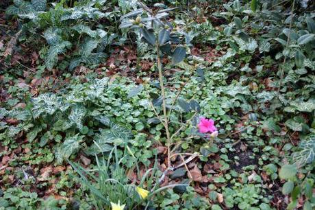 brigadoon 1 veneux 5 mars 2014 015 (2).jpg