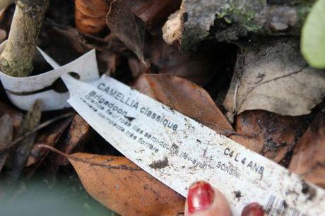 brigadoon veneux 5 mars 2014 015 (1).jpg