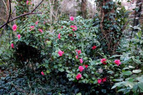 mme martin cachet veneux 5 mars 2014 023 (2).jpg