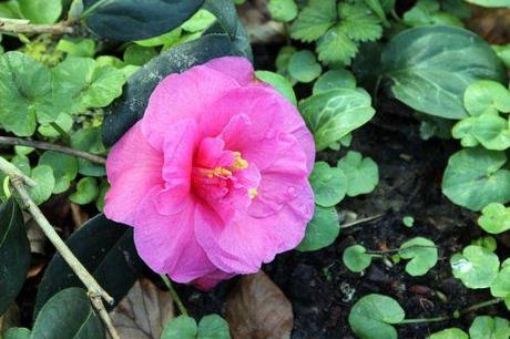 brigadoon 2 veneux 5 mars 2014 012 (1).jpg