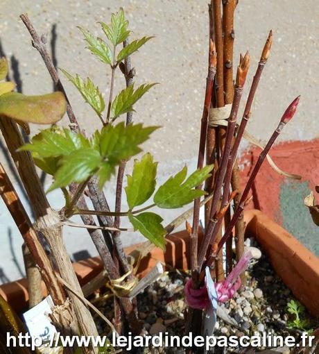 Boutures de bois sec