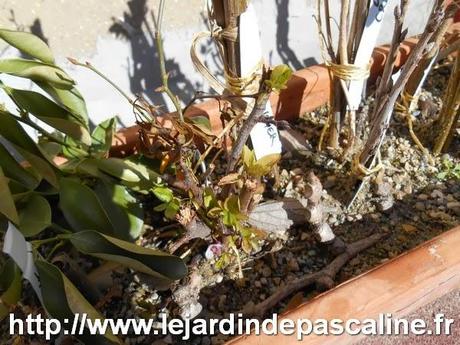 Boutures de bois sec