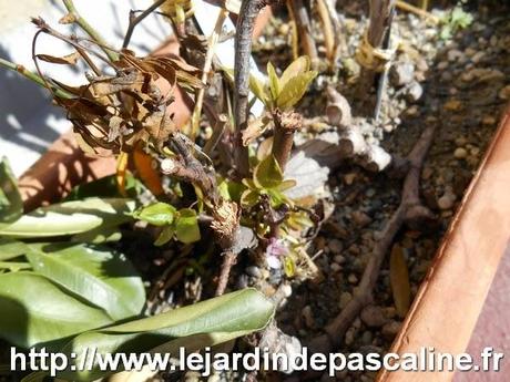 Boutures de bois sec