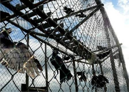 La France, une prison pour pigeons ?