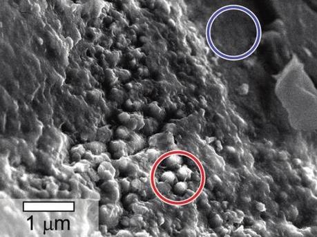 Sphérules riches en carbone observée à l'intérieur de la météorite martienne