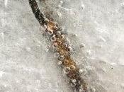 News Terminus Belz Emmanuel Grand (Liana Levi)