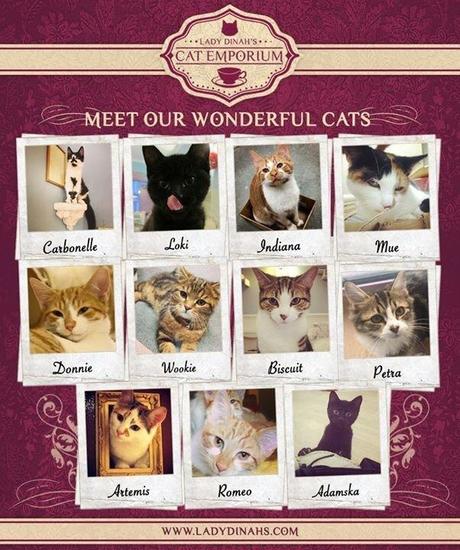 Cat cafe_Meet the cats