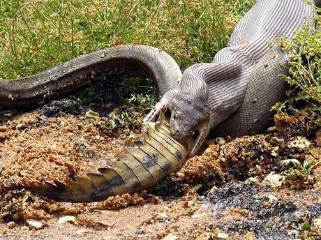 serpent avalant un crocodile gros plan 1