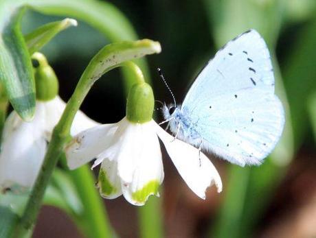 azuré 5 veneux 7 mars 2014 024.jpg
