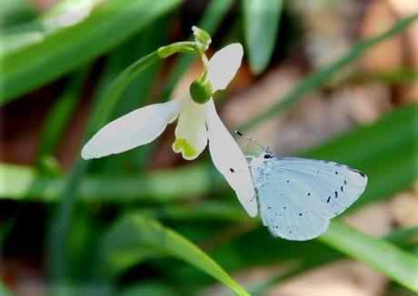 azuré 2 veneux 7 mars 2014 018.jpg