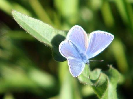 azuré u rec paris 18 mai 142.jpg