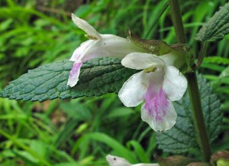 Melittis melissophyllum (Mélitte à feuilles de mélisse, Mélisse sauvage)