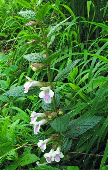 Melittis melissophyllum (Mélitte à feuilles de mélisse, Mélisse sauvage)