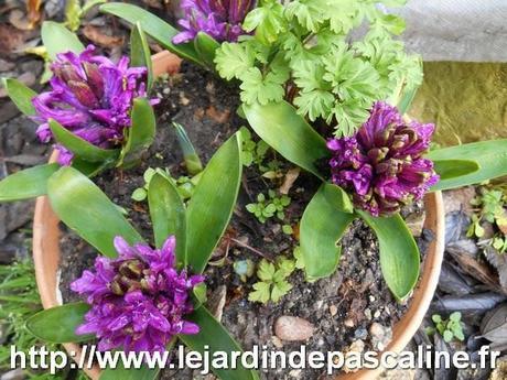 Commérages sur les plantes