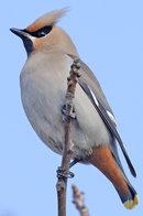 Lundi Jaseur boréal