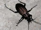 Carabus ulrichii