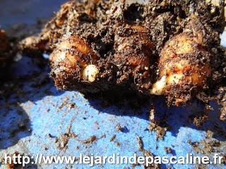 Multiplier le Cucurma d'ornement