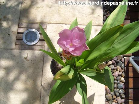 Multiplier le Cucurma d'ornement