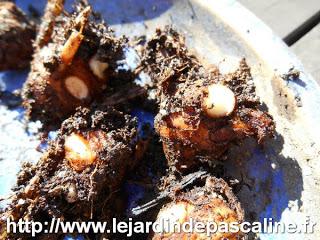 Multiplier le Cucurma d'ornement