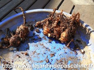 Multiplier le Cucurma d'ornement