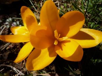 fleur,printemps,crocus,l'inventaire des fétiches,éditions orage-lagune-express,christian cottet-emard,marge,marginalité,campagne,pré,contemplation,inquiétude,attente,désir,séduction,retrait du monde,entendre pousser les fleurs,blog littéraire de christian cottet-emard,poésie,littérature,photo de crocus,offrande,haie,promenade,rêverie,songe-creux,paresse,fatigue,lassitude,mélancolie,fatalisme,fatum,destin