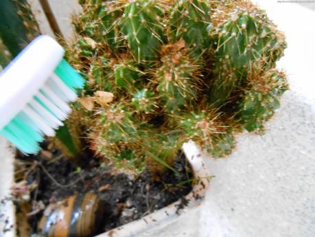 Les cactus peuvent prendre l'air !