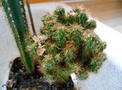 cactus peuvent prendre l'air