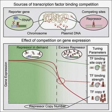 Effet modulateur du titre en facteur de transcription sur les niveaux d’expression des gènes