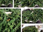 poivre nouveau arrivé