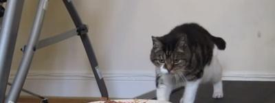 faire-maigrir-son-chat