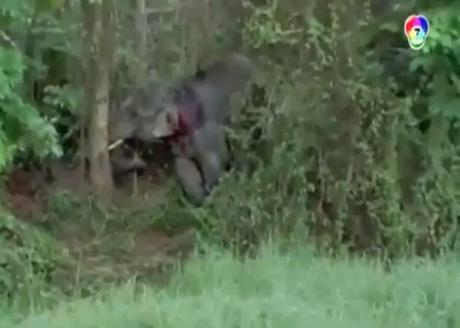 Thaïlande: Collision Voiture / Éléphant: 7 morts [HD]