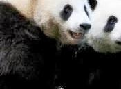 13/03 Diplomatie panda. blague belge