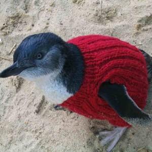 pull-pingouin