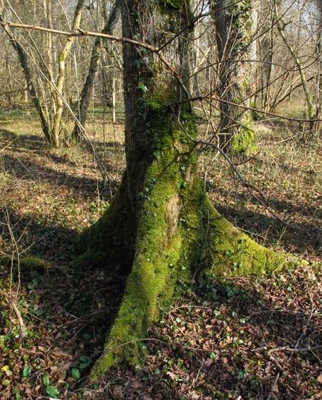 Chênaie pédonculée de forêt humide