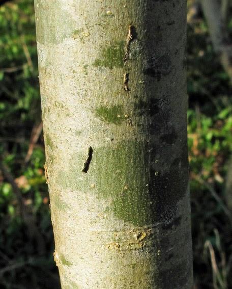 Chênaie pédonculée de forêt humide