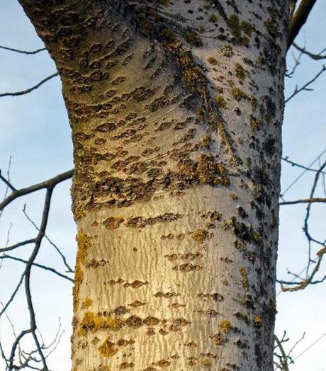Chênaie pédonculée de forêt humide