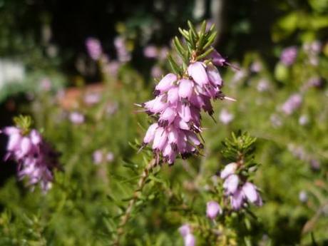 saison,printemps,soleil,société,photos,écriture,loisirs,souvenirs,balades,tourisme