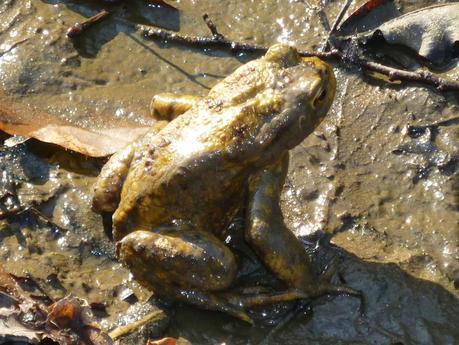 C'est le printemps !!!