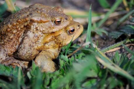 C'est le printemps !!!