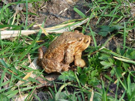 C'est le printemps !!!