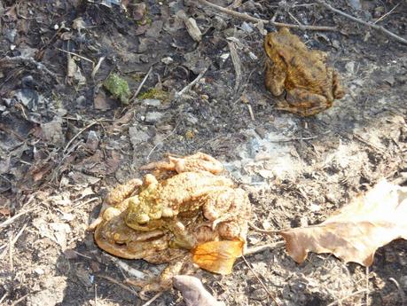 C'est le printemps !!!