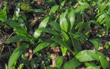 Foret humide : sous les arbres