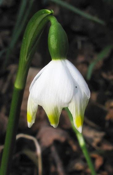 Foret humide : sous les arbres