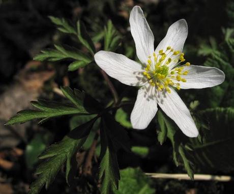 Foret humide : sous les arbres
