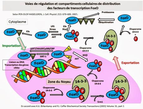 Facteurs de transcription FOXO : régulateurs clé du contrôle de qualité cellulaire