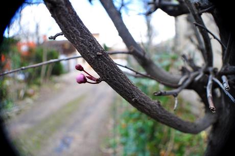 Bourgeons 1